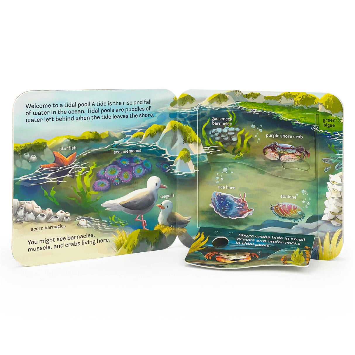 Peek-A-Flap: Ocean