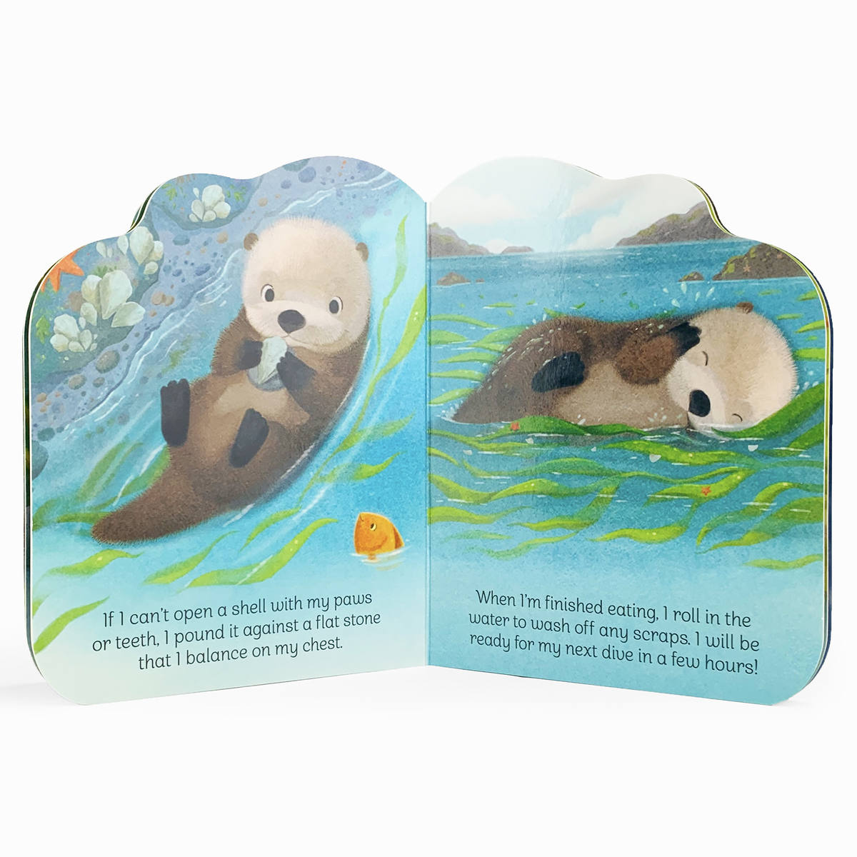 A Little Otter